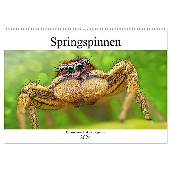 Faszination Makrofotografie: Springspinnen (Wandkalender 2024 DIN A2 quer), CALVENDO Monatskalender, Alexander Mett Photography