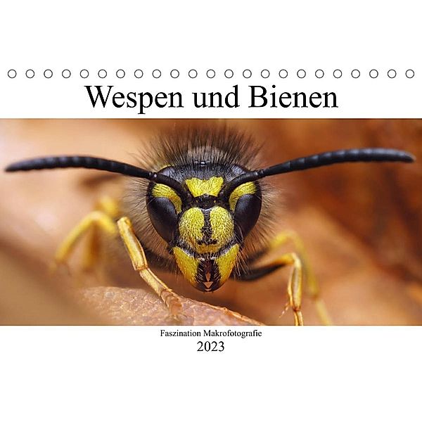 Faszination Makrofotografie: Wespen und Bienen (Tischkalender 2023 DIN A5 quer), Alexander Mett Photography