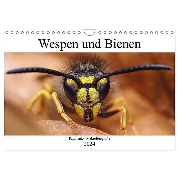 Faszination Makrofotografie: Wespen und Bienen (Wandkalender 2024 DIN A4 quer), CALVENDO Monatskalender, Alexander Mett Photography