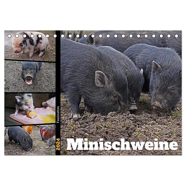 Faszination Minischweine (Tischkalender 2024 DIN A5 quer), CALVENDO Monatskalender, Babett Paul - Babetts Bildergalerie