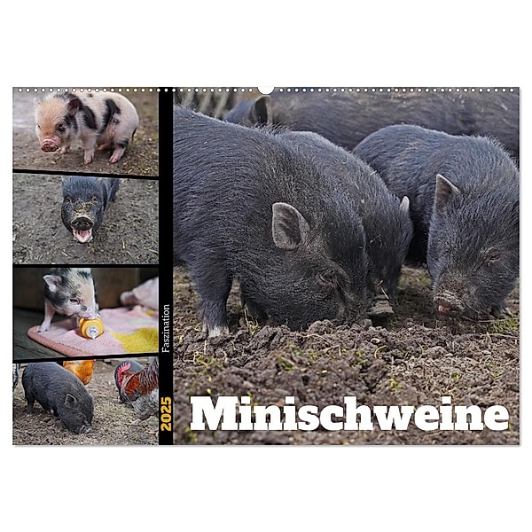Faszination Minischweine (Wandkalender 2025 DIN A2 quer), CALVENDO Monatskalender, Calvendo, Babett Paul - Babetts Bildergalerie