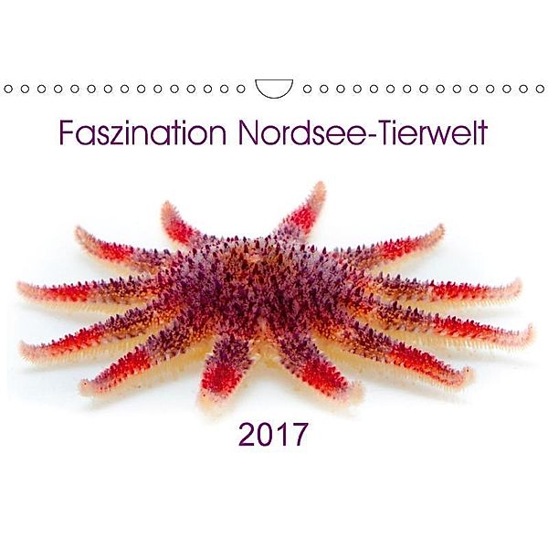 Faszination Nordsee-Tierwelt 2017 (Wandkalender 2017 DIN A4 quer), Armin Maywald