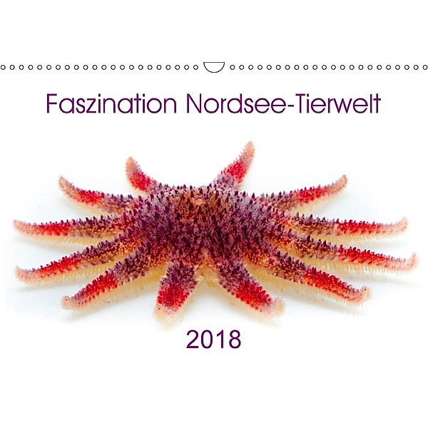 Faszination Nordsee-Tierwelt 2018 (Wandkalender 2018 DIN A3 quer), Armin Maywald