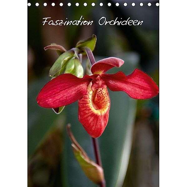 Faszination Orchideen (Tischkalender 2018 DIN A5 hoch), Veronika Rix