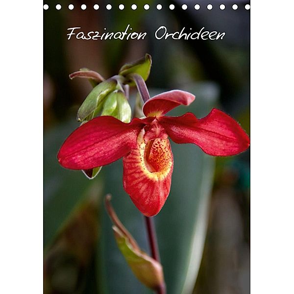 Faszination Orchideen (Tischkalender 2021 DIN A5 hoch), Veronika Rix