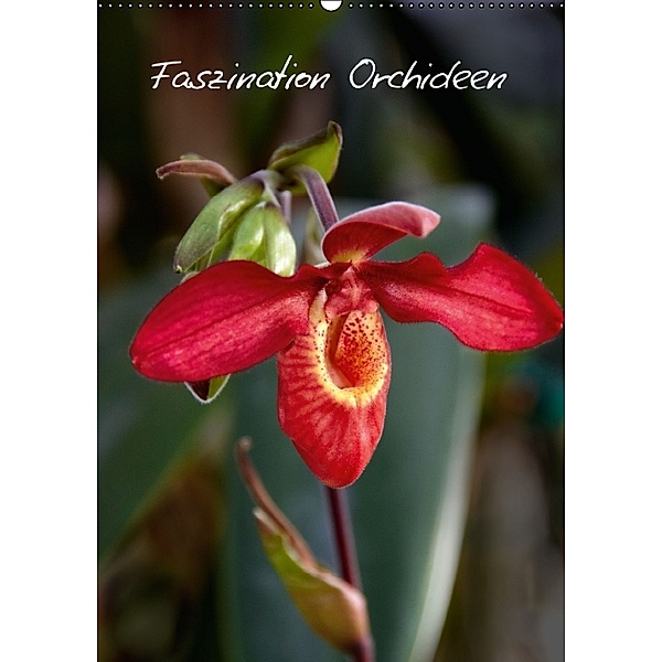 Faszination Orchideen (Wandkalender 2014 DIN A2 hoch), Veronika Rix