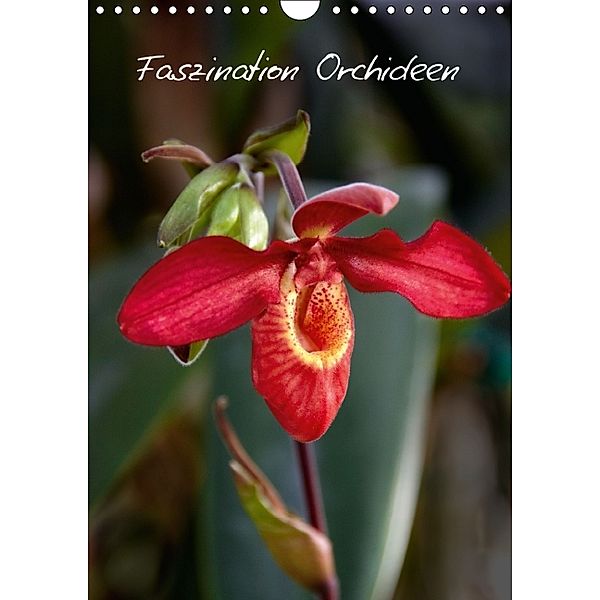 Faszination Orchideen (Wandkalender 2014 DIN A4 hoch), Veronika Rix