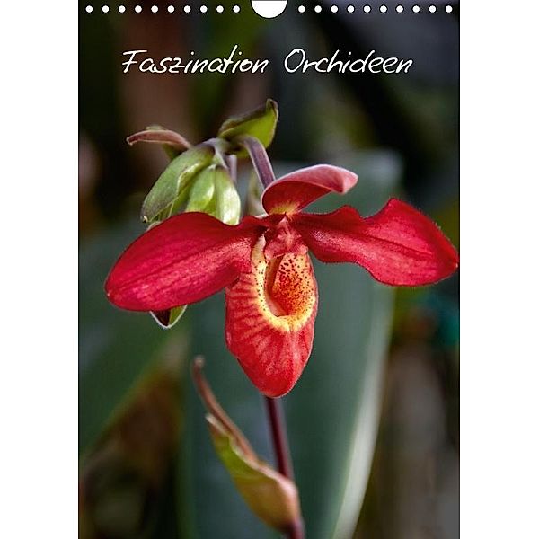 Faszination Orchideen (Wandkalender 2017 DIN A4 hoch), Veronika Rix