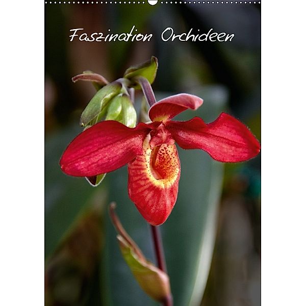 Faszination Orchideen (Wandkalender 2018 DIN A2 hoch), Veronika Rix