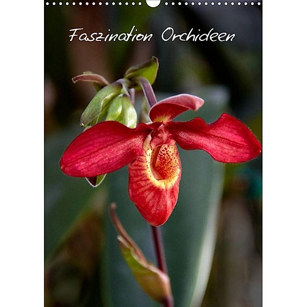 Faszination Orchideen (Wandkalender 2023 DIN A3 hoch), Veronika Rix