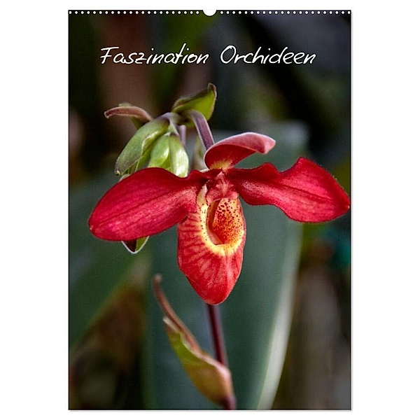 Faszination Orchideen (Wandkalender 2024 DIN A2 hoch), CALVENDO Monatskalender, Veronika Rix