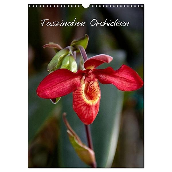 Faszination Orchideen (Wandkalender 2024 DIN A3 hoch), CALVENDO Monatskalender, Veronika Rix