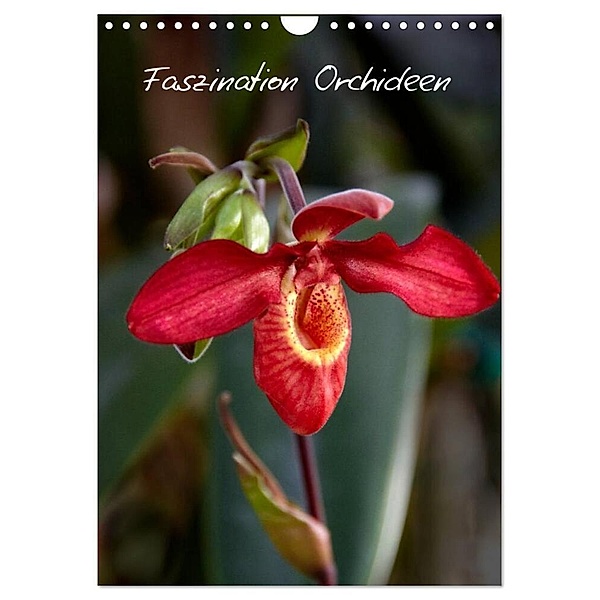 Faszination Orchideen (Wandkalender 2024 DIN A4 hoch), CALVENDO Monatskalender, Veronika Rix