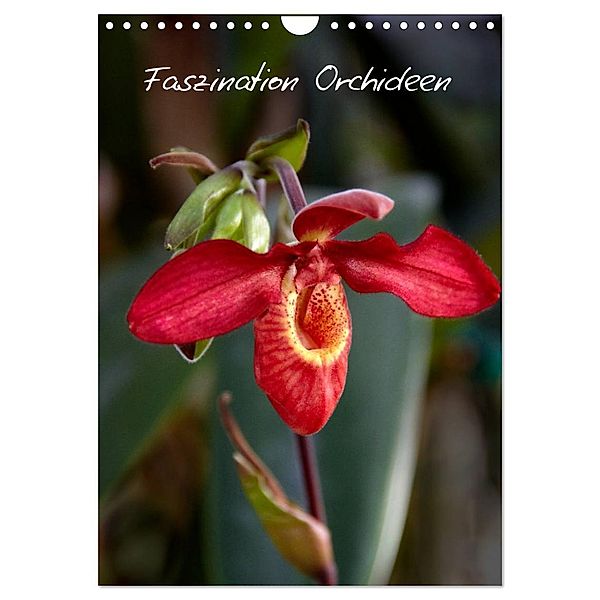 Faszination Orchideen (Wandkalender 2025 DIN A4 hoch), CALVENDO Monatskalender, Calvendo, Veronika Rix