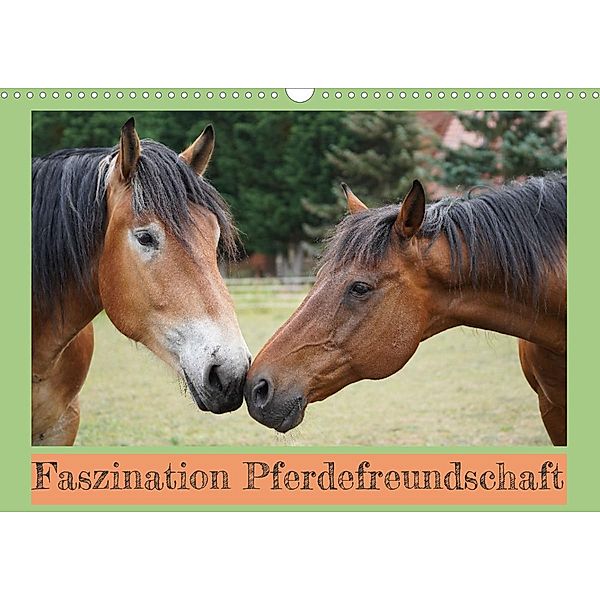 Faszination Pferdefreundschaft (Wandkalender 2023 DIN A3 quer), Babett Paul - Babetts Bildergalerie
