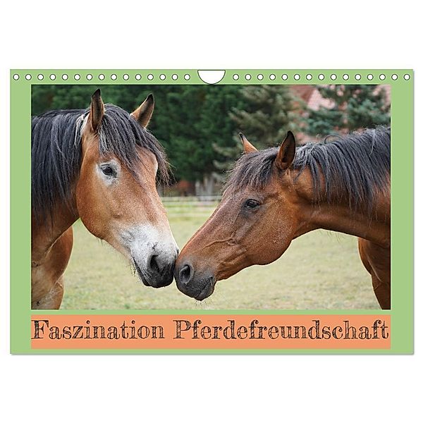 Faszination Pferdefreundschaft (Wandkalender 2024 DIN A4 quer), CALVENDO Monatskalender, Babett Paul - Babetts Bildergalerie