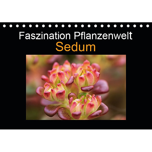 Faszination Pflanzenwelt - Sedum (Tischkalender 2019 DIN A5 quer), Veronika Rix