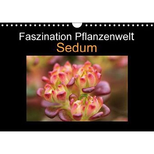 Faszination Pflanzenwelt - Sedum (Wandkalender 2016 DIN A4 quer), Veronika Rix
