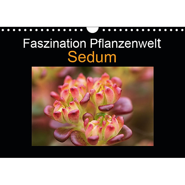 Faszination Pflanzenwelt - Sedum (Wandkalender 2019 DIN A4 quer), Veronika Rix