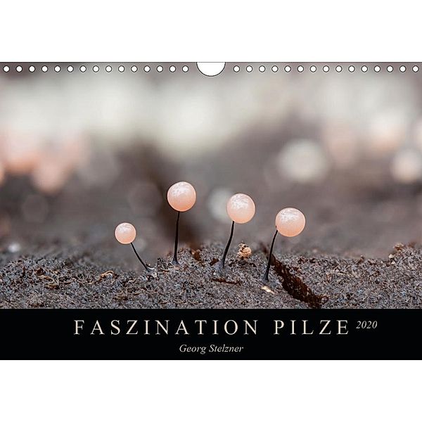 FASZINATION PILZE 2020 (Wandkalender 2020 DIN A4 quer), Georg Stelzner