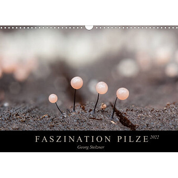 FASZINATION PILZE 2022 (Wandkalender 2022 DIN A3 quer), Georg Stelzner