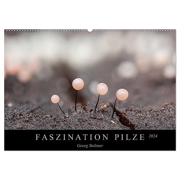 FASZINATION PILZE 2024 (Wandkalender 2024 DIN A2 quer), CALVENDO Monatskalender, Georg Stelzner