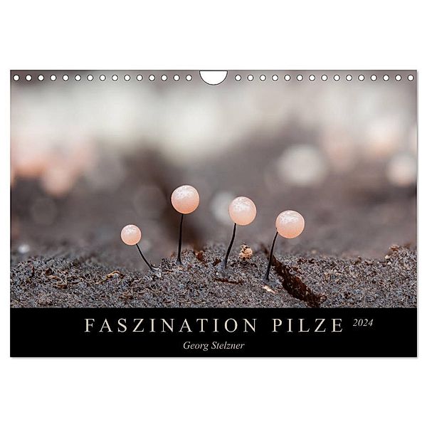 FASZINATION PILZE 2024 (Wandkalender 2024 DIN A4 quer), CALVENDO Monatskalender, Georg Stelzner