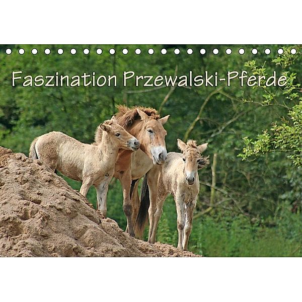 Faszination Przewalski-Pferde (Tischkalender 2021 DIN A5 quer), Antje Lindert-Rottke