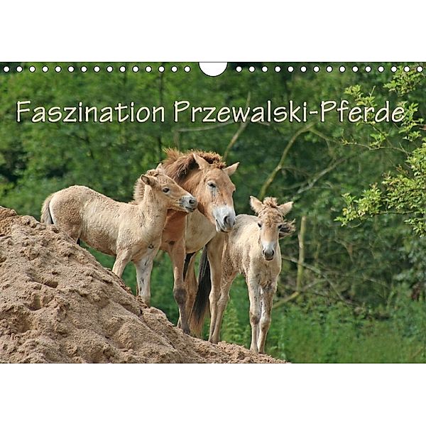Faszination Przewalski-Pferde (Wandkalender 2018 DIN A4 quer), Antje Lindert-Rottke
