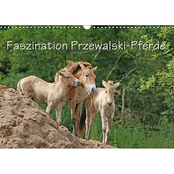 Faszination Przewalski-Pferde (Wandkalender 2021 DIN A3 quer), Antje Lindert-Rottke