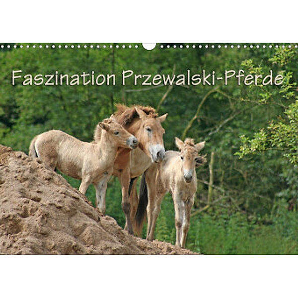 Faszination Przewalski-Pferde (Wandkalender 2022 DIN A3 quer), Antje Lindert-Rottke