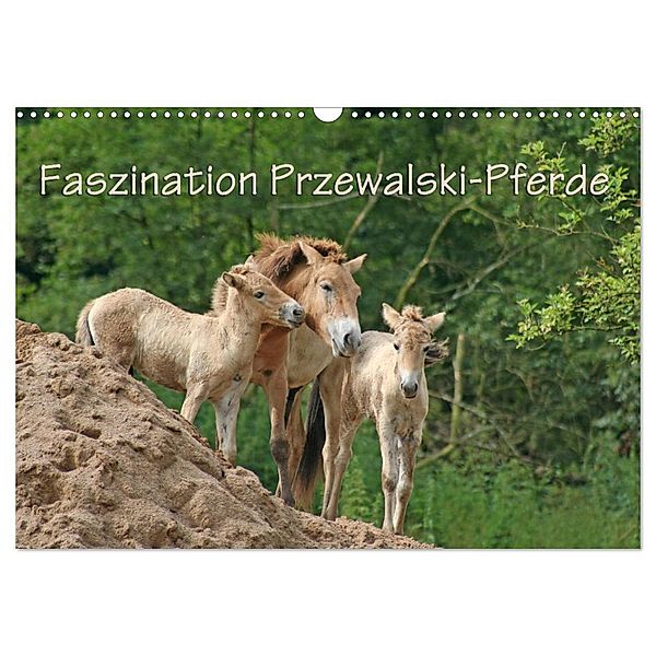 Faszination Przewalski-Pferde (Wandkalender 2024 DIN A3 quer), CALVENDO Monatskalender, Antje Lindert-Rottke