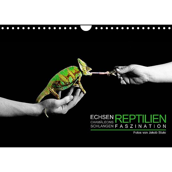 Faszination Reptilien (Wandkalender 2023 DIN A4 quer), Stute Photo - Jakob Stute