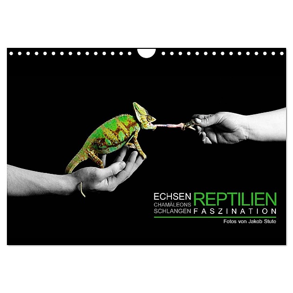 Faszination Reptilien (Wandkalender 2024 DIN A4 quer), CALVENDO Monatskalender, Stute Photo - Jakob Stute