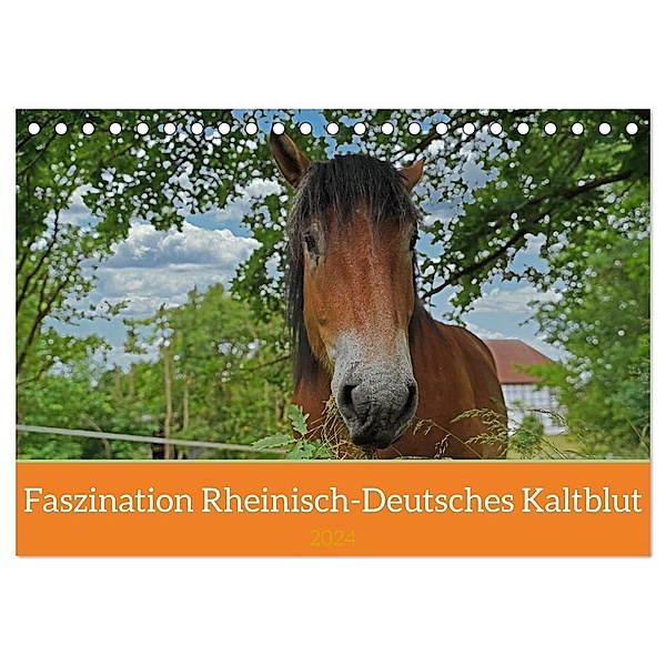 Faszination Rheinisch-Deutsches Kaltblut (Tischkalender 2024 DIN A5 quer), CALVENDO Monatskalender, Babett Paul - Babetts Bildergalerie