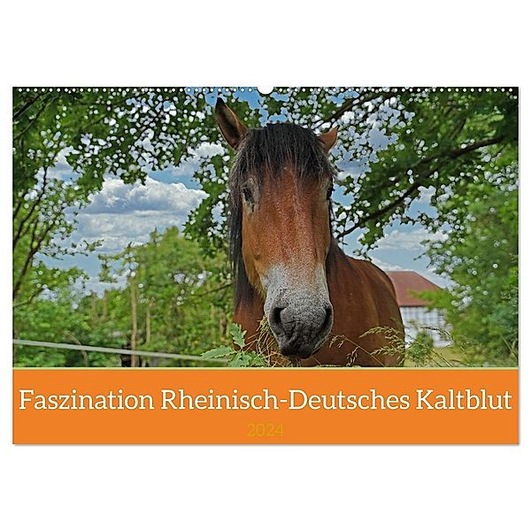 Faszination Rheinisch-Deutsches Kaltblut (Wandkalender 2024 DIN A2 quer), CALVENDO Monatskalender, Babett Paul - Babetts Bildergalerie