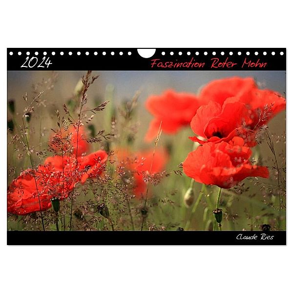 Faszination Roter Mohn (Wandkalender 2024 DIN A4 quer), CALVENDO Monatskalender, Claude Ries