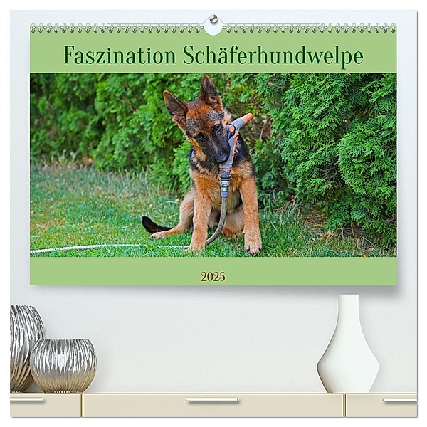 Faszination Schäferhundwelpe (hochwertiger Premium Wandkalender 2025 DIN A2 quer), Kunstdruck in Hochglanz, Calvendo, Babett Paul - Babetts Bildergalerie