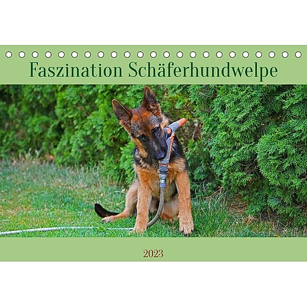 Faszination Schäferhundwelpe (Tischkalender 2023 DIN A5 quer), Babett Paul - Babetts Bildergalerie