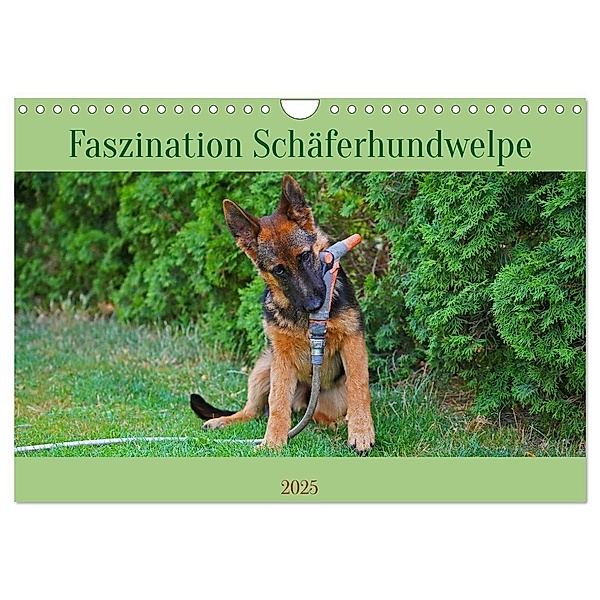 Faszination Schäferhundwelpe (Wandkalender 2025 DIN A4 quer), CALVENDO Monatskalender, Calvendo, Babett Paul - Babetts Bildergalerie