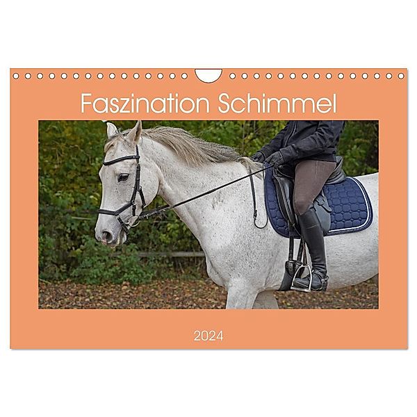 Faszination Schimmel (Wandkalender 2024 DIN A4 quer), CALVENDO Monatskalender, Babett Paul - Babetts Bildergalerie