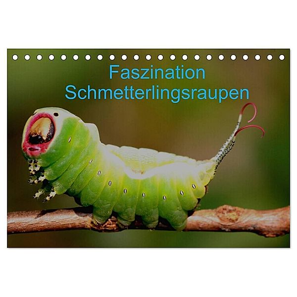 Faszination Schmetterlingsraupen (Tischkalender 2024 DIN A5 quer), CALVENDO Monatskalender, Winfried Erlwein
