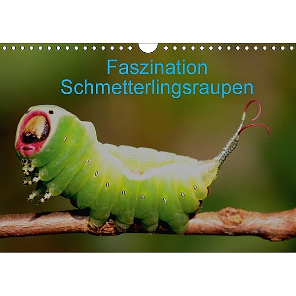 Faszination Schmetterlingsraupen (Wandkalender 2018 DIN A4 quer), Winfried Erlwein
