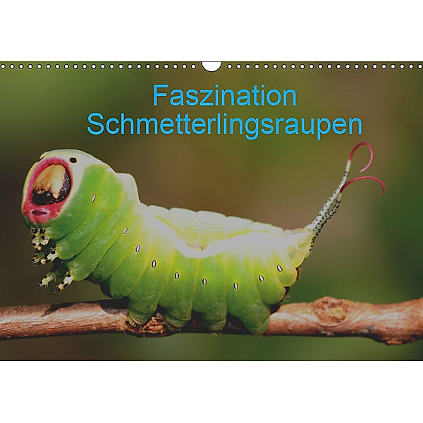 Faszination Schmetterlingsraupen (Wandkalender 2019 DIN A3 quer), Winfried Erlwein