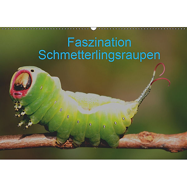 Faszination Schmetterlingsraupen (Wandkalender 2019 DIN A2 quer), Winfried Erlwein