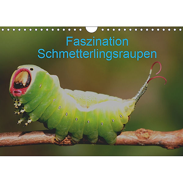 Faszination Schmetterlingsraupen (Wandkalender 2019 DIN A4 quer), Winfried Erlwein