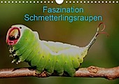 Faszination Schmetterlingsraupen (Wandkalender 2021 DIN A4 quer) - Kalender - Winfried Erlwein,