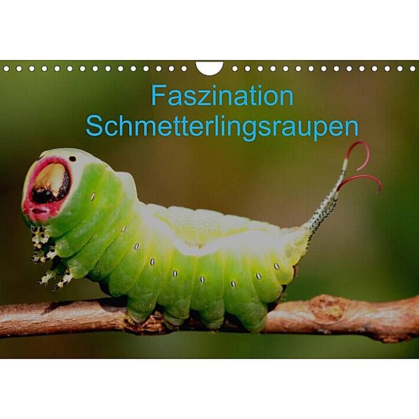 Faszination Schmetterlingsraupen (Wandkalender 2023 DIN A4 quer), Winfried Erlwein