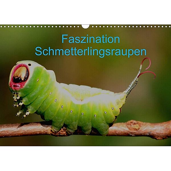 Faszination Schmetterlingsraupen (Wandkalender 2023 DIN A3 quer), Winfried Erlwein