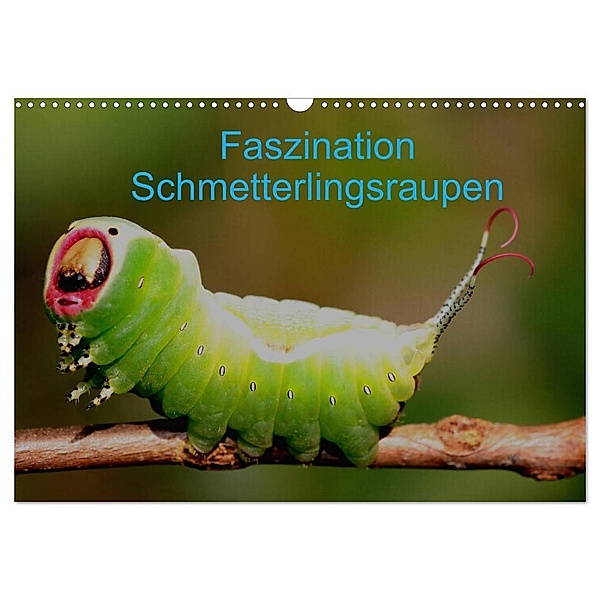 Faszination Schmetterlingsraupen (Wandkalender 2024 DIN A3 quer), CALVENDO Monatskalender, Winfried Erlwein